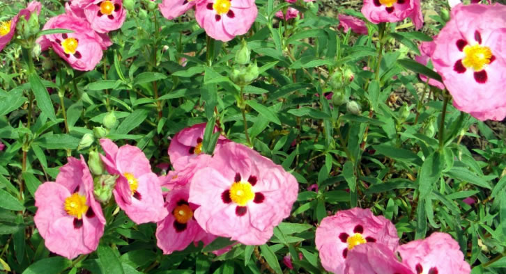 Ползи от приема на билката Cistus Incanus, Памуклийка Ползи от приема на билката Cistus Incanus, Памуклийка