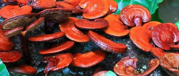 Гъбата Reishi Ganoderma Licidum Гъбата Reishi Ganoderma Licidum